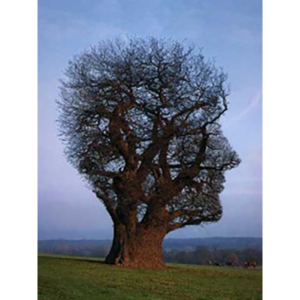 hvemerjeg-slider-07-300x400-225x300-maria.png